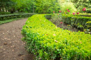 Parktaki yeşil çimenlik. Çiçek açan bitki.