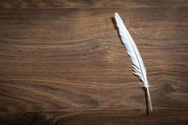 Bird feathers on the wooden table.