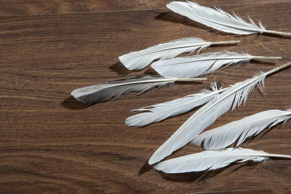 Tahta masadaki kuş tüyleri..