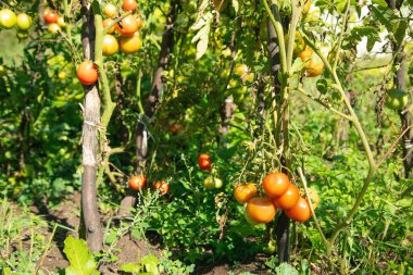 Sahada sağlıklı domatesler.