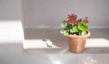 Tencerede güzel ev çiçekleri.