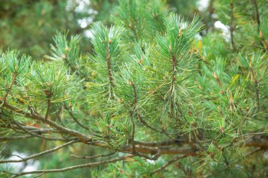 Firavun ağacı arka planı. Orman. Açık havada.