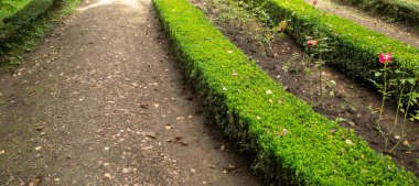 Parktaki yeşil çimenlik. Çiçek açan bitki.