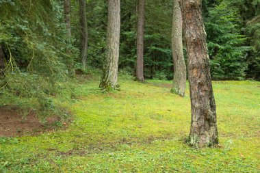 Yeşil ormandaki ağaçların güzel manzarası.