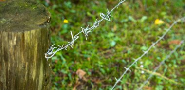 Yeşil ormanda dikenli teller. Tehlike bölgesi