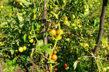 Sahada sağlıklı domatesler.
