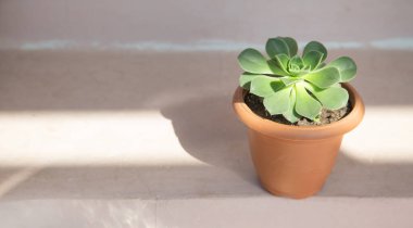 Tencerede güzel ev çiçekleri.