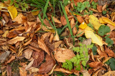 Sonbahar ormanındaki yaprakların güzel manzarası.