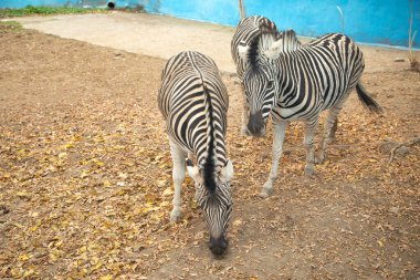 Hayvanat bahçesindeki güzel zebra. Hayvan herif. Vahşi yaşam