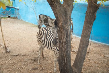 Hayvanat bahçesindeki güzel zebra. Hayvan herif. Vahşi yaşam