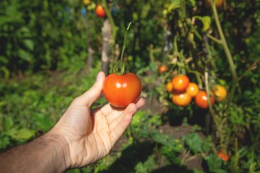 Tarlada taze domates tutarken.