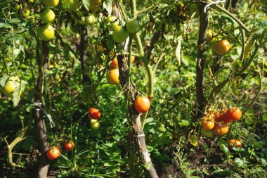 Sahada sağlıklı domatesler.