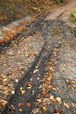 Çamurlu bir yolu olan orman manzarası.