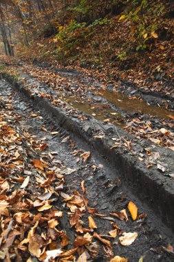 Çamurlu bir yolu olan orman manzarası.