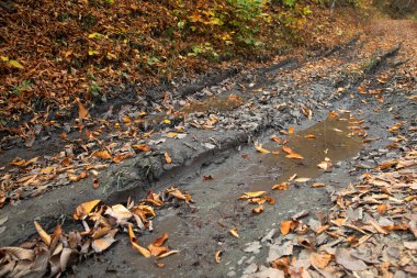 Çamurlu bir yolu olan orman manzarası.