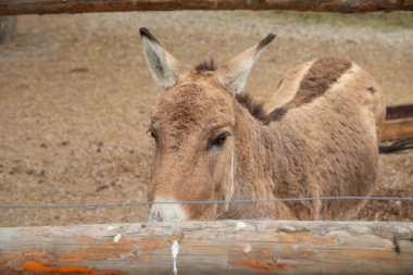 Hayvanat bahçesindeki eşek portresi..
