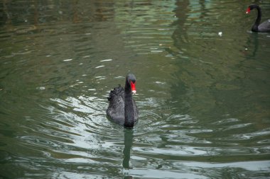 Gölde güzel bir kuğu. 