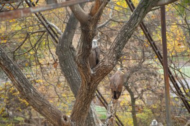 Eagle on a tree in a zoo.