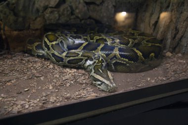 Snake in aquarium tank.