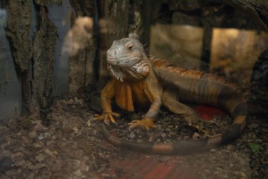 Chameleon in aquarium tank.