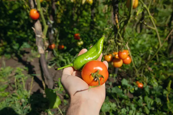 Hand holding fresh tomato in field.