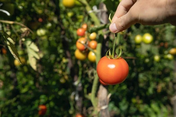 Hand holding fresh tomato in field.