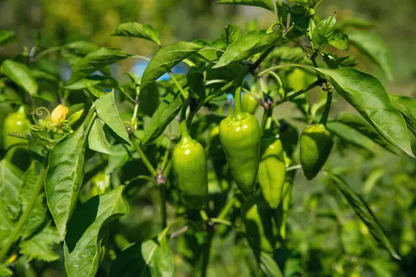 Healthy green pepper in field.