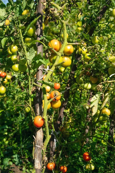 Healthy natural tomatoes in field.