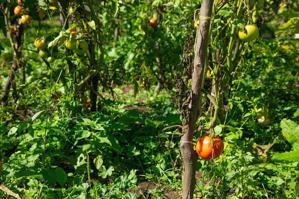 Healthy natural tomatoes in field.
