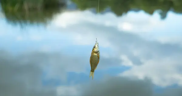 Small fish on lake background.