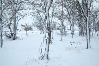 Karla kaplı güzel ağaçlar. Kış