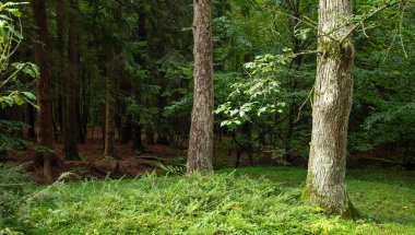 Yeşil ormandaki ağaçların güzel manzarası.