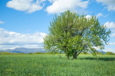 Doğada güzel bir ağaç. Bahar geldi.