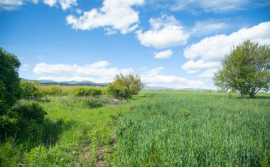 Doğada güzel bir ağaç. Bahar geldi.