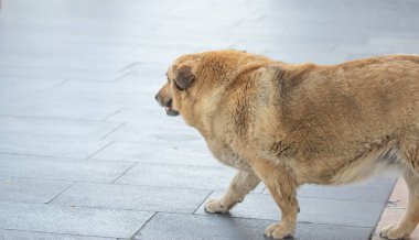 Şehirde yürüyen güzel bir köpek..