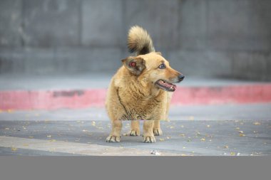 Şehirde yürüyen güzel bir köpek..