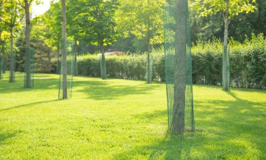 Güneşli günde güzel yeşil bir park.