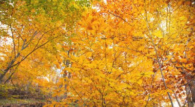 Sonbahar yapraklarının güzel manzarası.