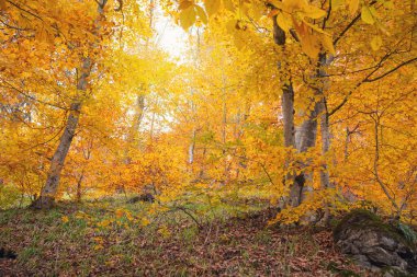 Sonbahar yapraklarının güzel manzarası.