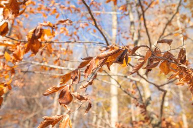 Ağaçta sonbahar kuru yaprakları.