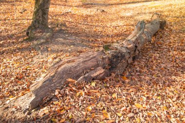 Ormanda sonbahar zamanı ağaç kesme.