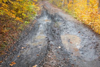 Ormanda kirli zemin yolu. 