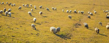 Sonbaharda tarlada bir koyun.