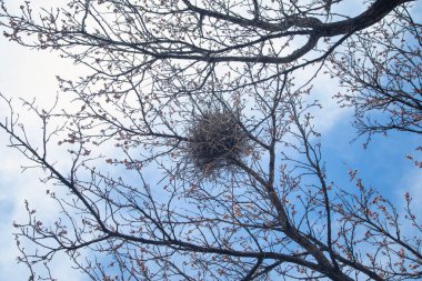 Ağaçtaki kuşlar ağı. Bahar geldi.