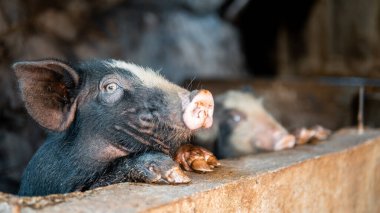 Küçük domuzlar çiftlikte domuz yiyorlar..