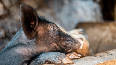 Doğal ortamdaki yaban domuzu. Yaban domuzu, kemirgen alt familyasının bir türüdür.