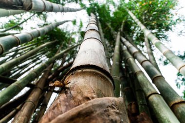 Bambu ağaçlarının kurbağa bakışlı görüntüsü, yükselen yüksekliklerini ve aşağıdan canlı yeşil yaprakları yakalıyor. Doğa, orman ve yaratıcı perspektif projeleri için ideal..