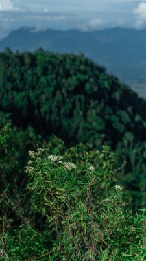 İnsansız hava aracından çarpıcı bir görüntü, yoğun, canlı yeşil bir orman sergiliyor, doğa ve çevre temaları için mükemmel..