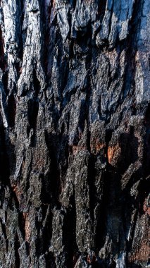 Ağaç kabuğunun yakın çekim dokusu doğa ve çevresel içerik için mükemmel. Ticari ve dijital kullanım için yüksek kaliteli resim ideal.