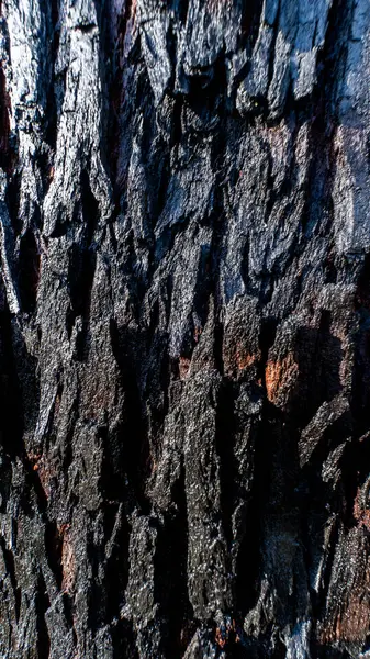 Ağaç kabuğunun yakın çekim dokusu doğa ve çevresel içerik için mükemmel. Ticari ve dijital kullanım için yüksek kaliteli resim ideal.